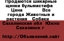 Продаются шикарные щенки бульмастифа › Цена ­ 45 000 - Все города Животные и растения » Собаки   . Сахалинская обл.,Южно-Сахалинск г.